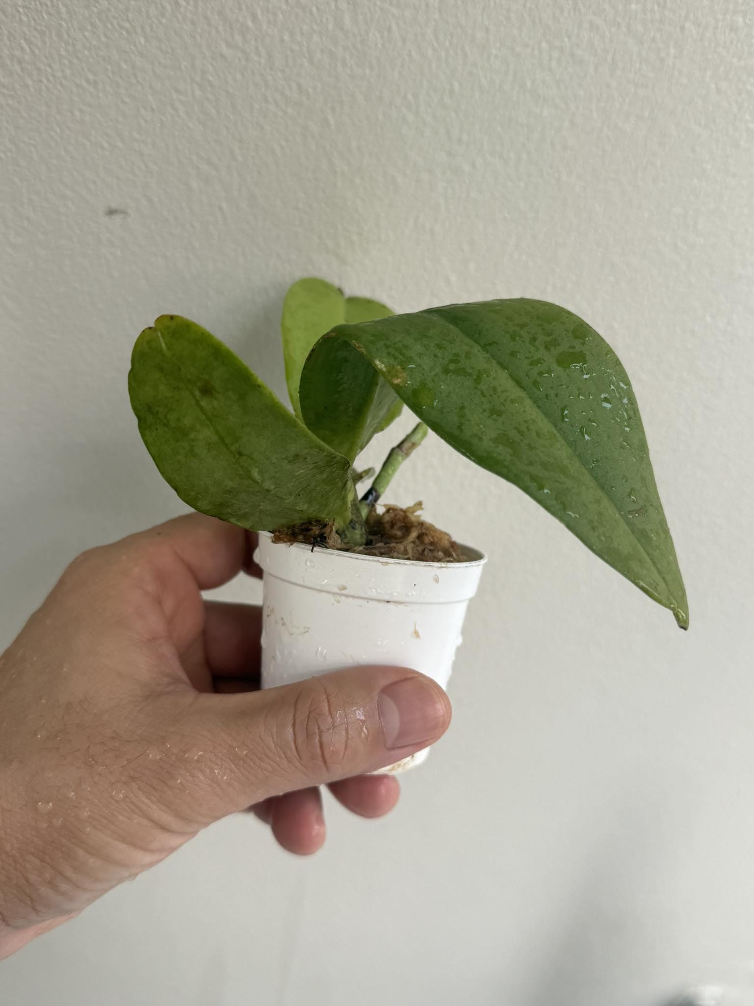 Orchid Vandopsis marriottiana 1 Plant orchid for home and garden,fragrant Phalaenopsis