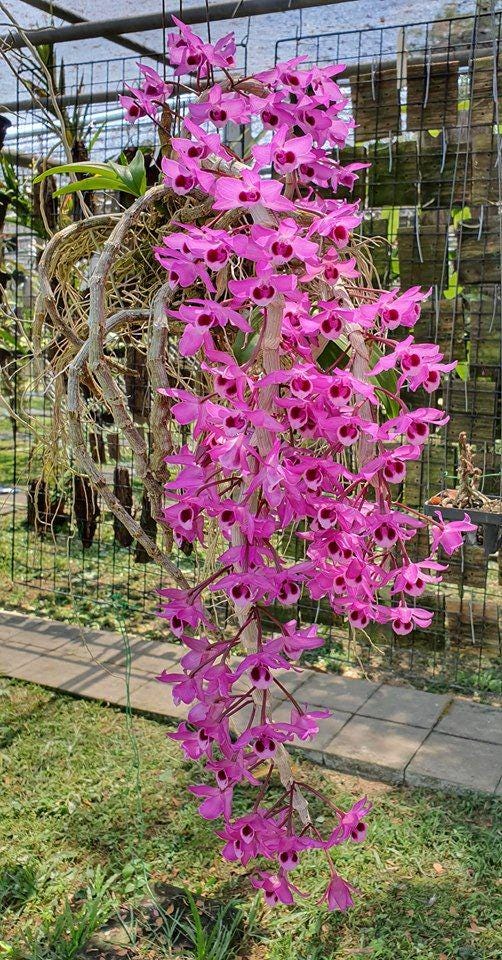 Dendrobium parishii