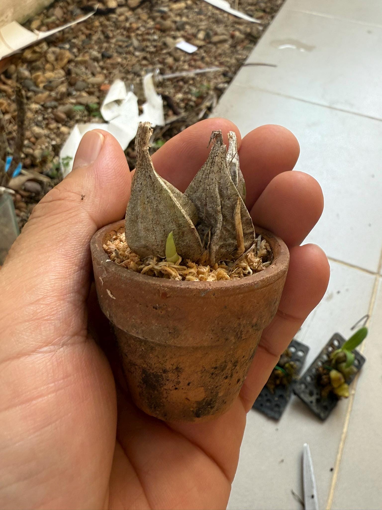 Orchid Ipsea thailandica 1 plant ground orchid for home and garden collection Habenaria