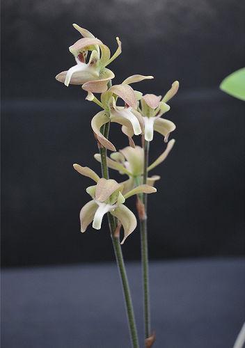 Orchid Ipsea thailandica 1 plant ground orchid for home and garden collection Habenaria