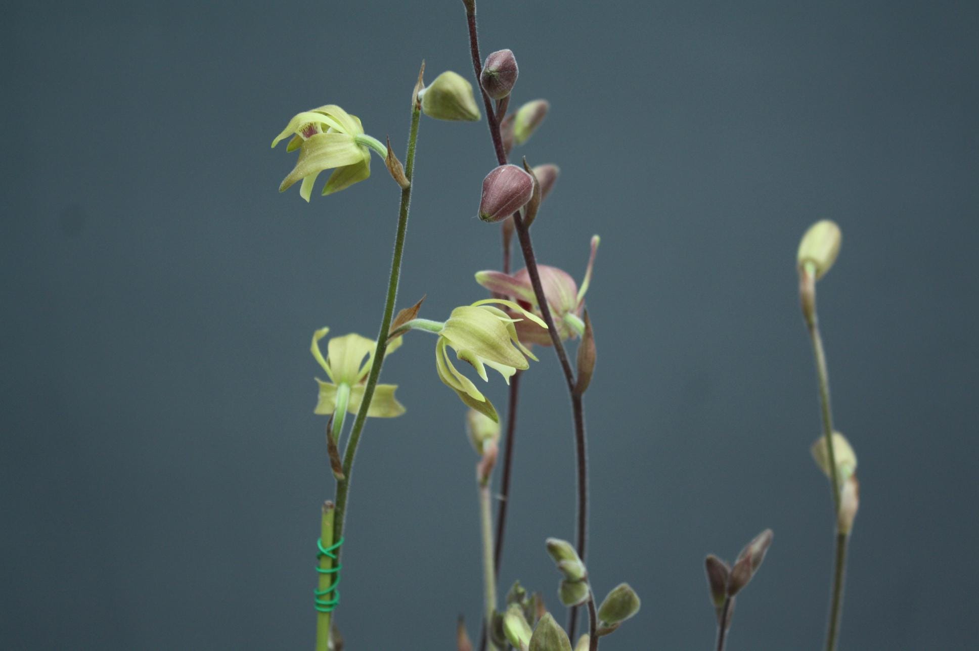 Orchid Ipsea thailandica 1 plant ground orchid for home and garden collection Habenaria