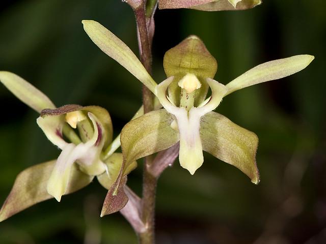 Orchid Ipsea thailandica 1 plant ground orchid for home and garden collection Habenaria