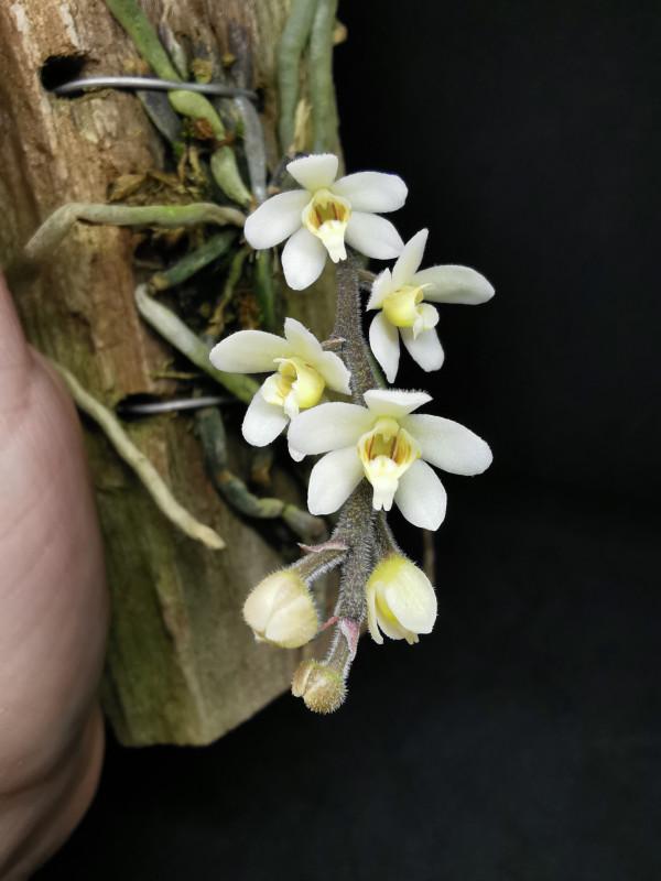 Chiloschista exuperei