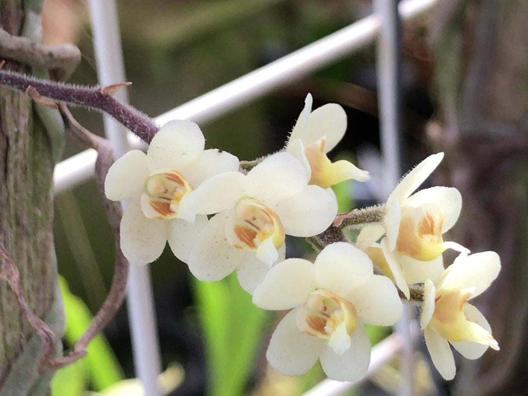 Chiloschista exuperei