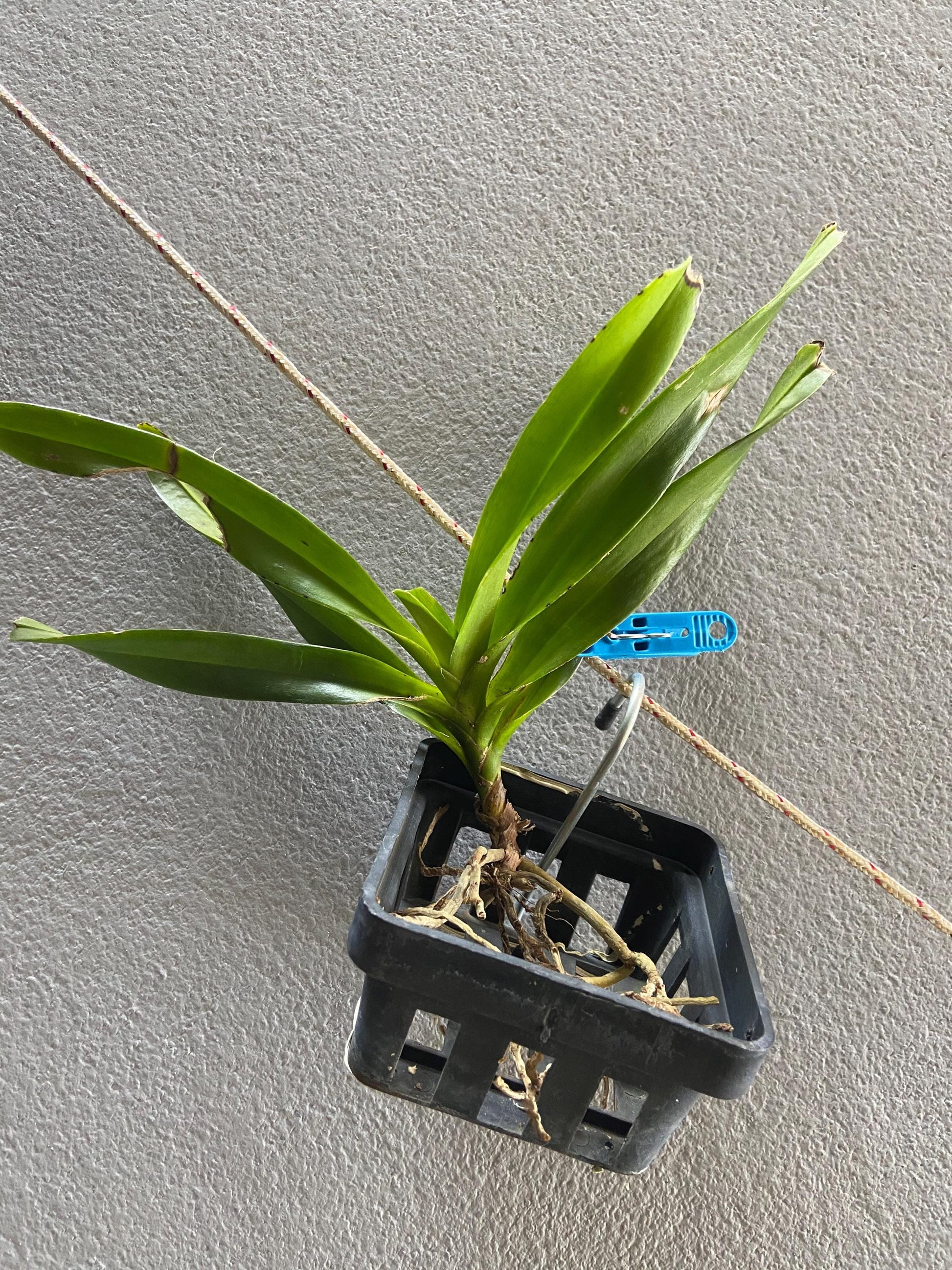 Vanda flabellata or Aerides flabellata 1 Plant orchid for home and garden