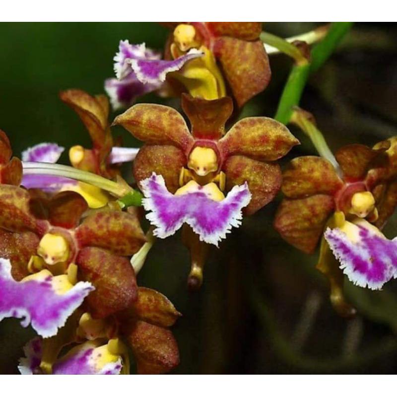 Vanda flabellata or Aerides flabellata 1 Plant orchid for home and garden