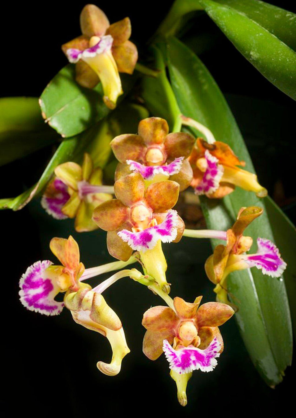 Vanda flabellata or Aerides flabellata 1 Plant orchid for home and garden