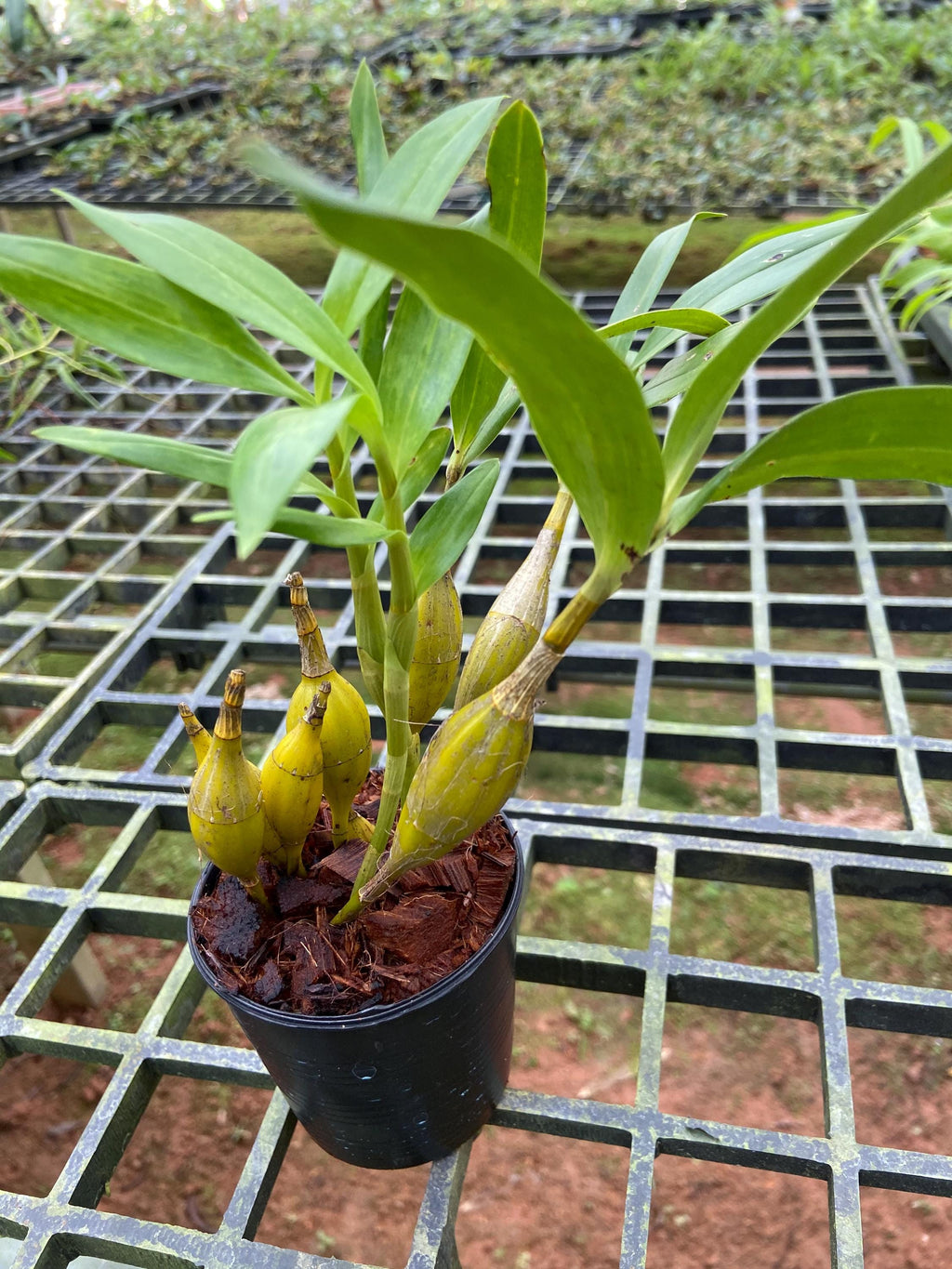 Dendrobium brymerianum