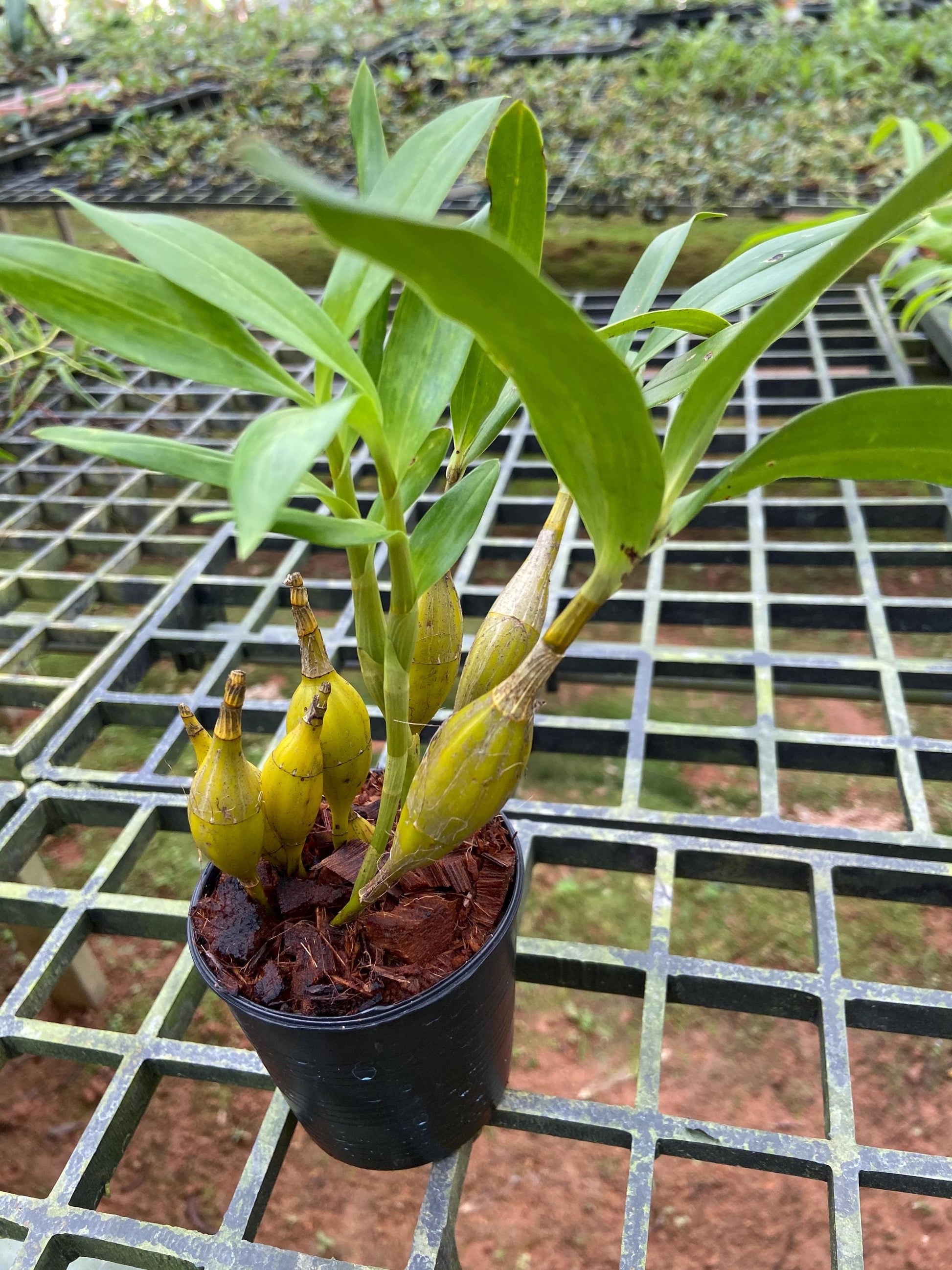Dendrobium brymerianum
