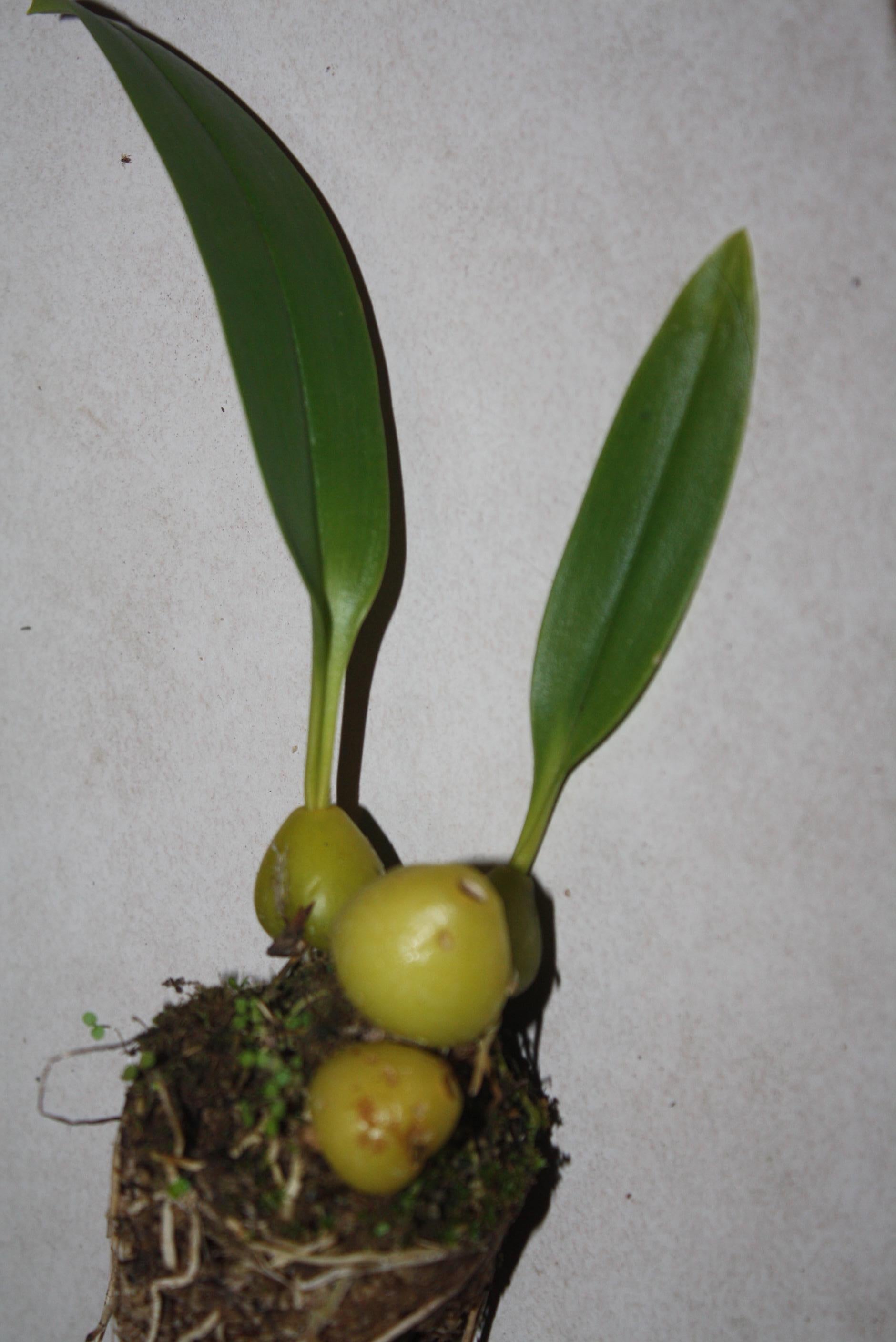 Bulbophyllum siamense - PotPlantPetal Co.
