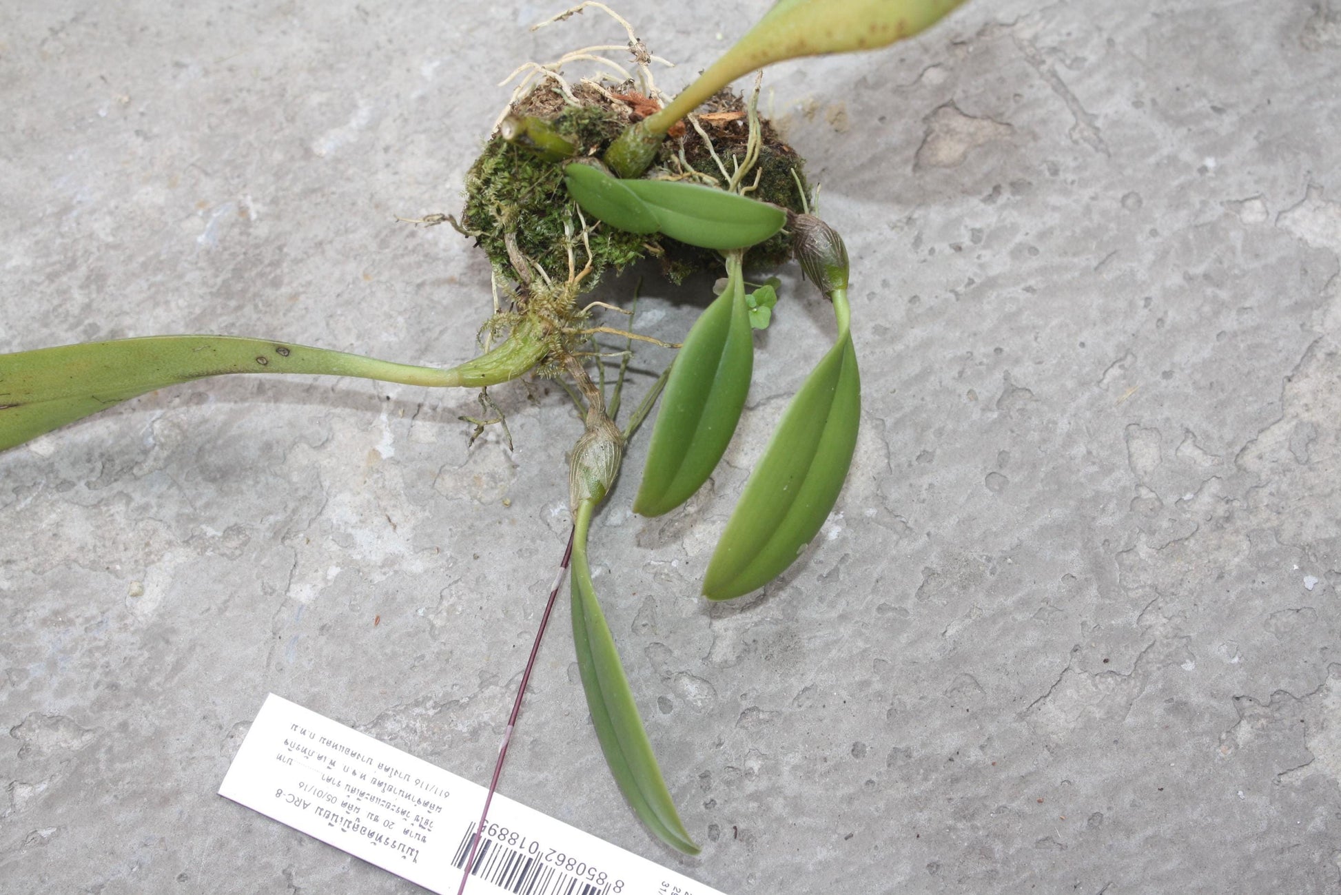 Orchid Bulbophyllum gracillimum 1 plant bloom size  orchid collection
