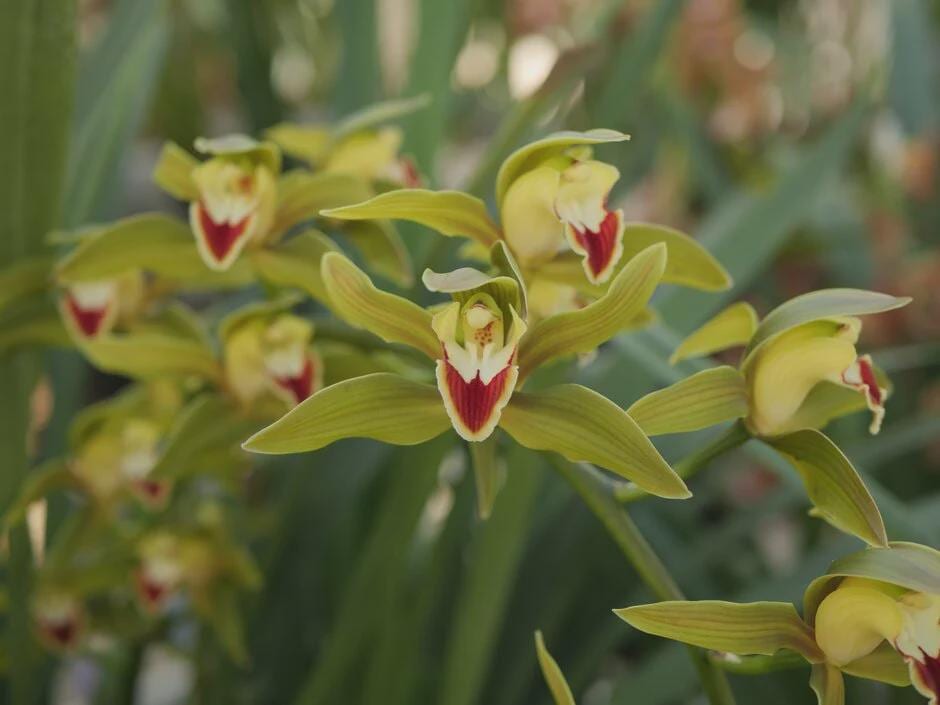 Cymbidium lowianum Orchid Plant for Home & Garden