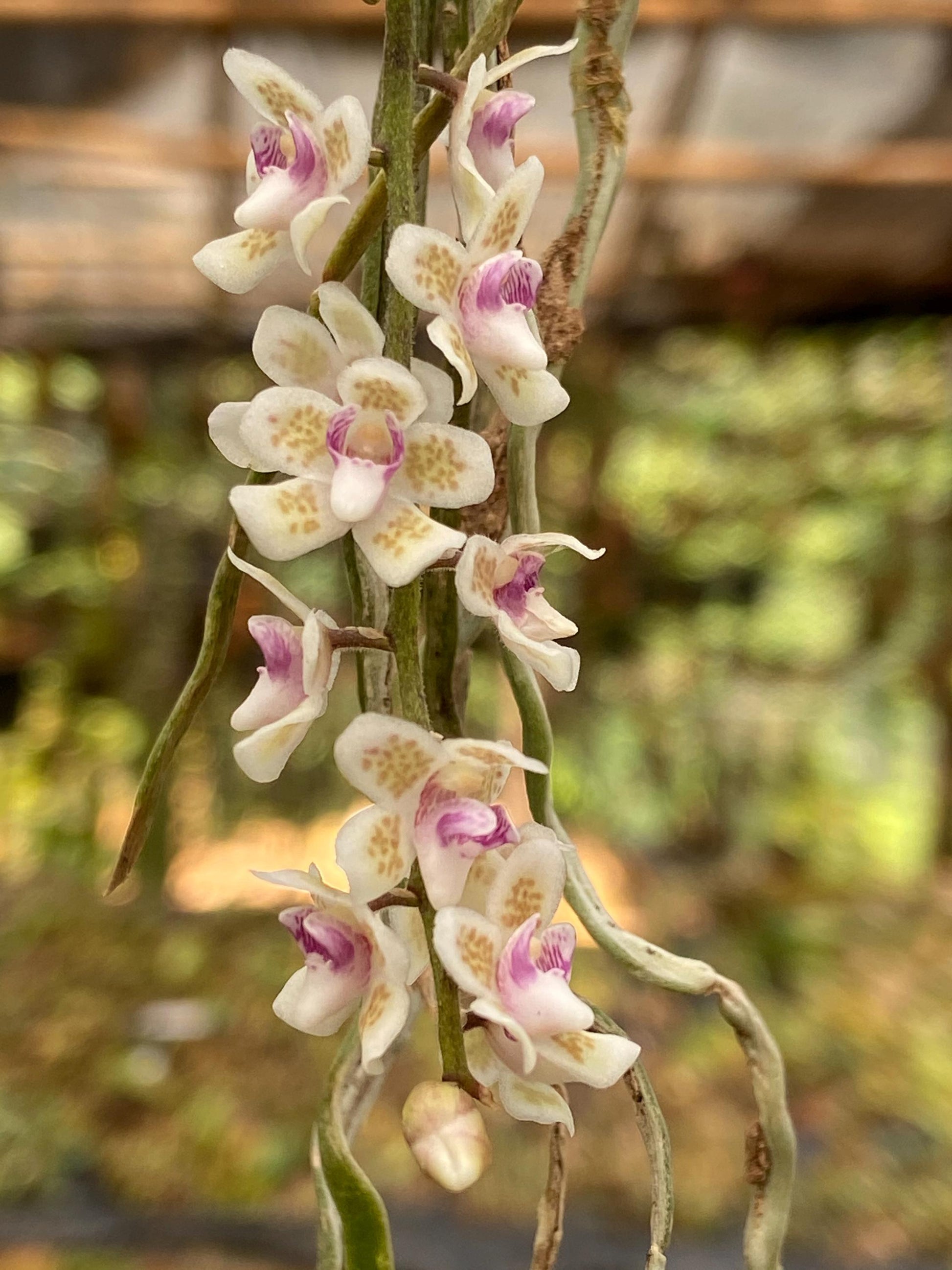Chiloschista shanica