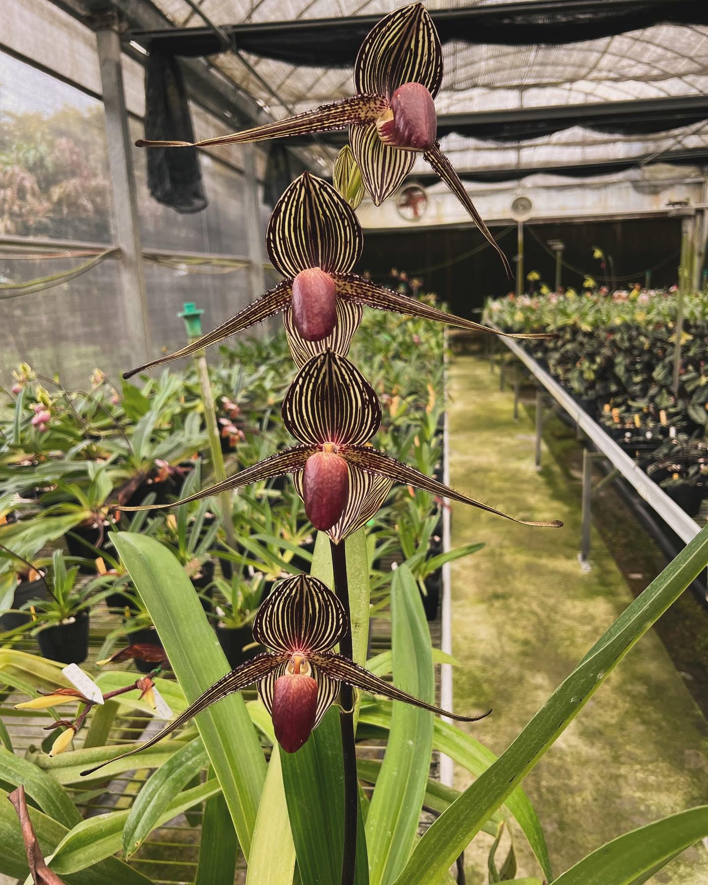 Orchid Paph rothschildianum 1 plant orchid collection for home garden collector