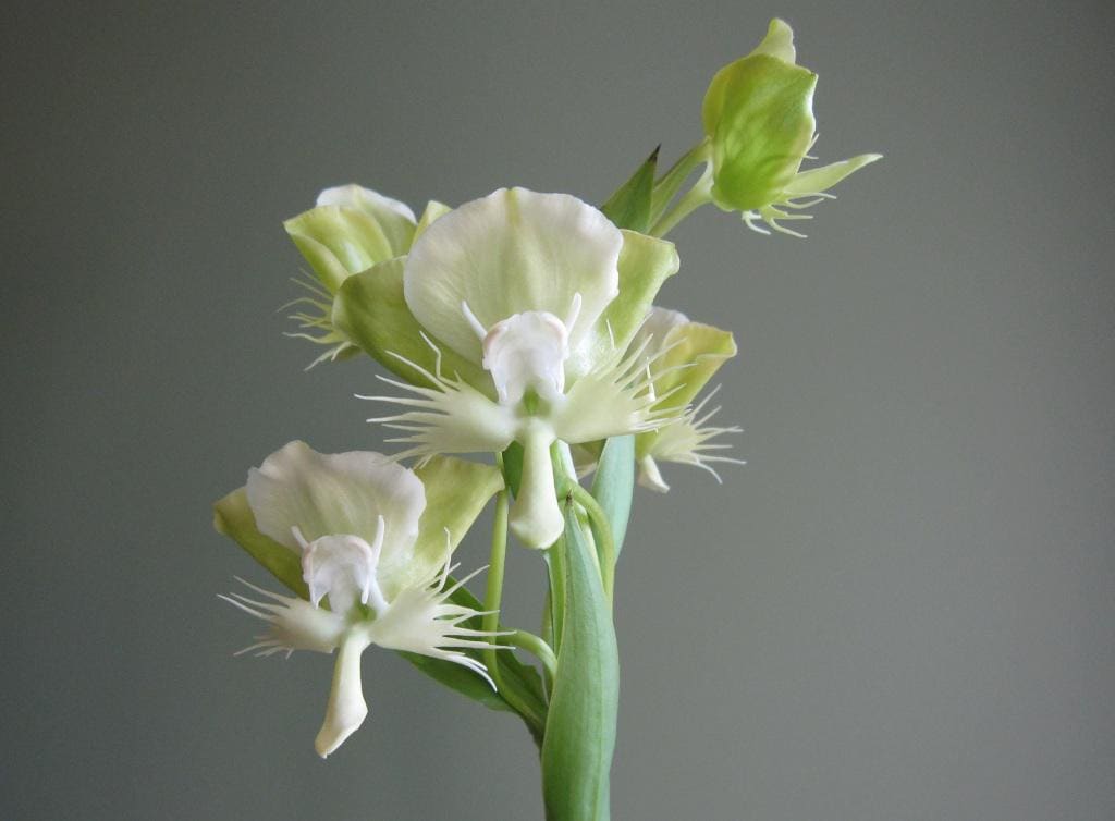 Fragrant White Pecteilis Susannae Orchid Tuber Plant Habenaria