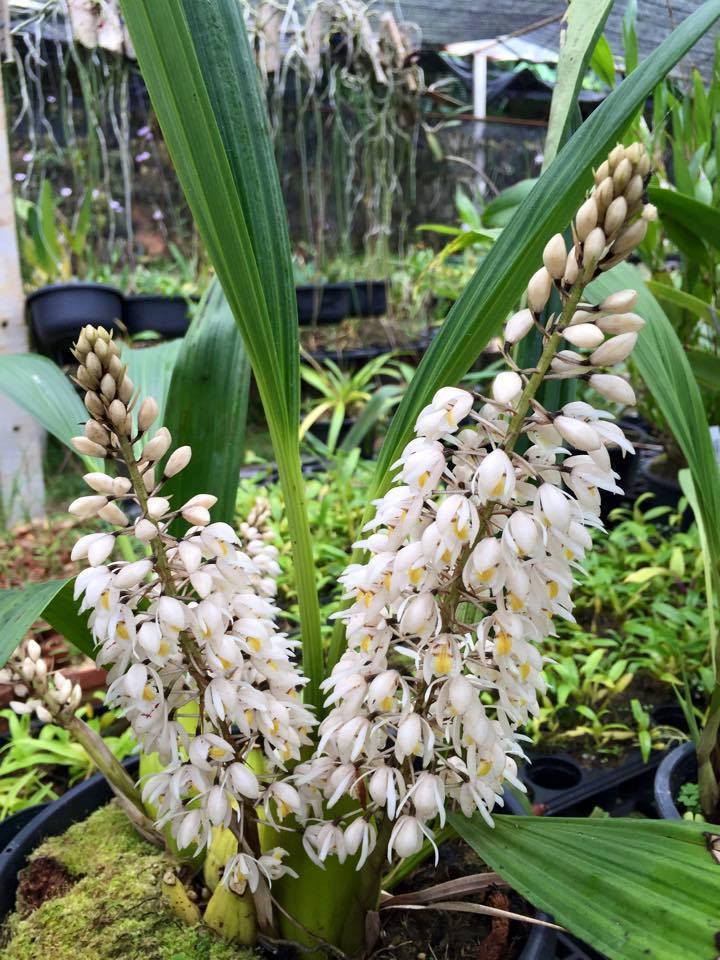 Coelogyne multiflora 1 plant orchid collection plant home garden
