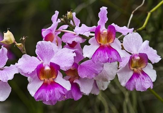 Orchid Papilionanthe teres (Vanda) 2 root cutting  orchid for garden decoration