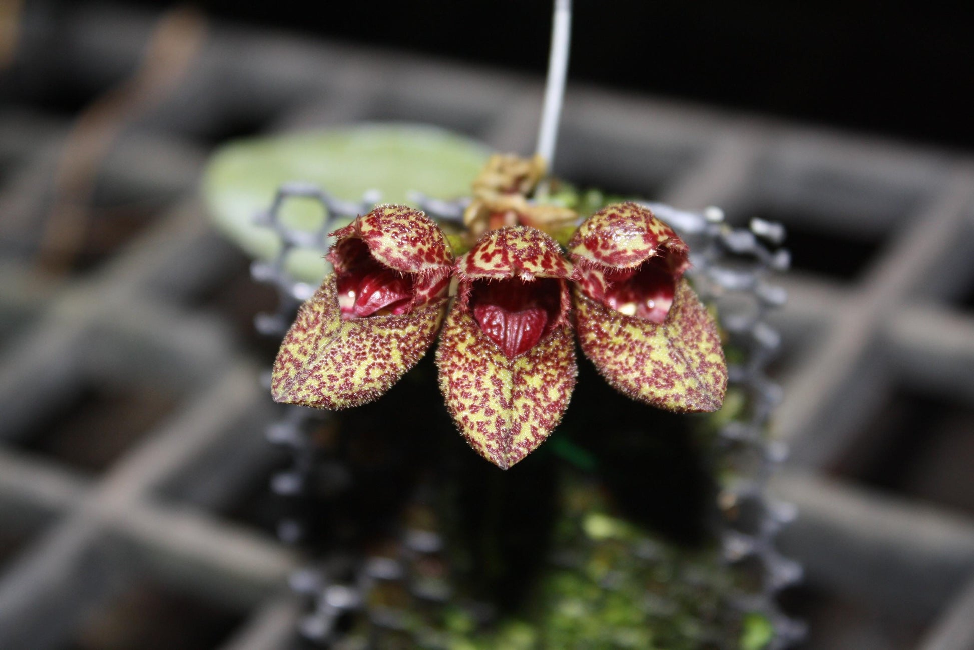 Bulbophyllum bootanoides 'frostii' Orchid Plant - Bloom Size