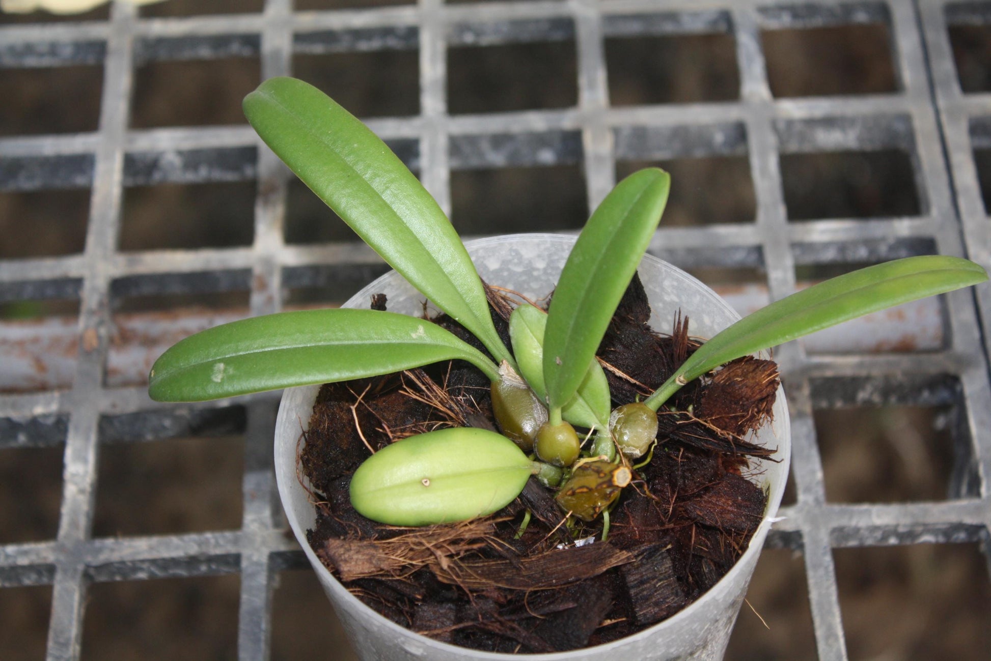 Bulbophyllum medusae - PotPlantPetal Co.