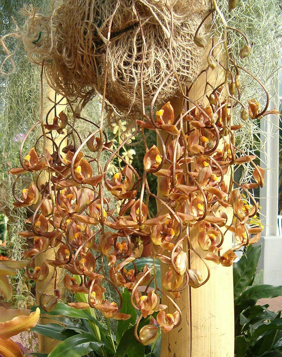 Gongora galeata 1 plant orchid plant