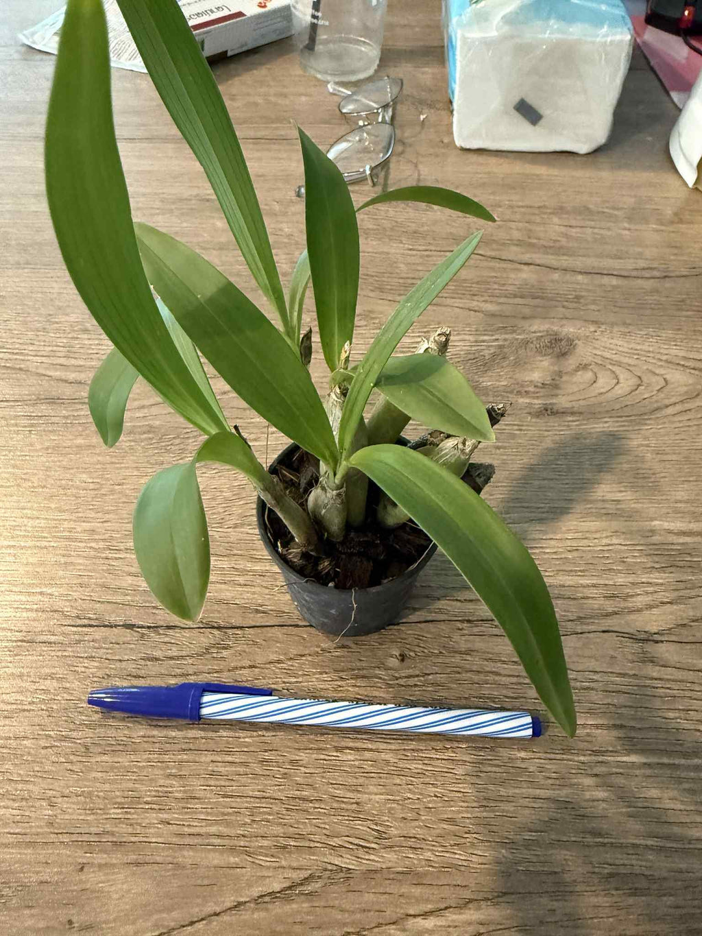 Pinalia bractescens Orchid Plant - Collector's Orchid Coelogyne