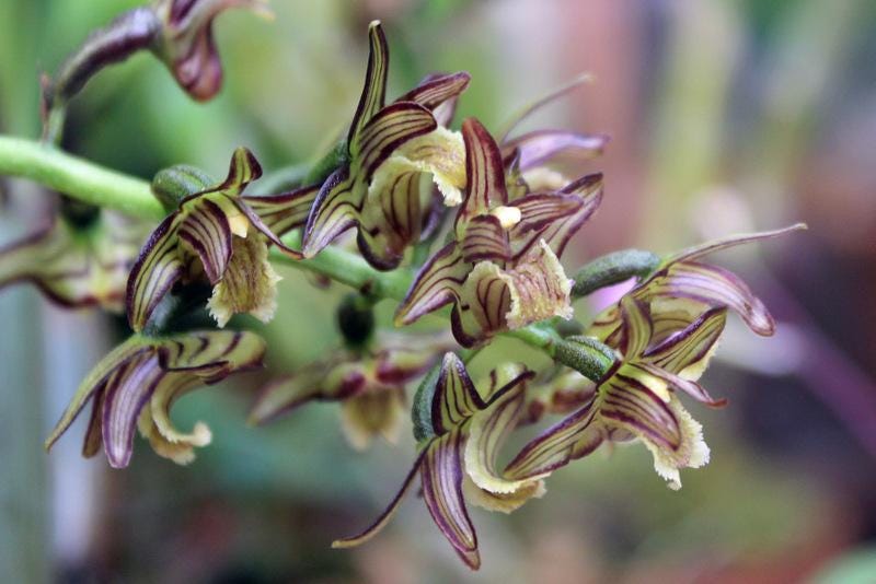 Pinalia bractescens Orchid Plant - Collector's Orchid Coelogyne