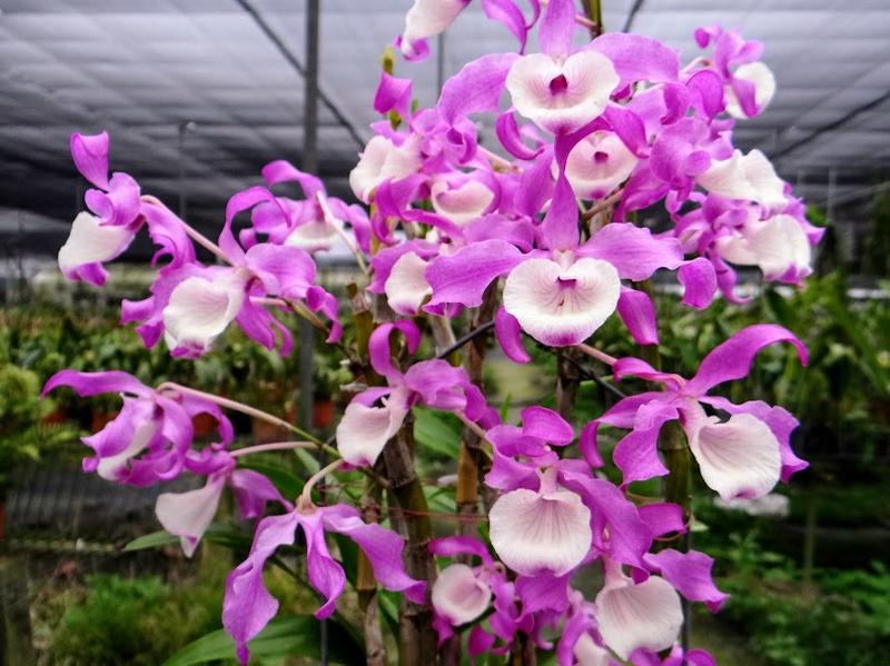 Orchid Dendrobium tortile pink 1 plant orchid collection