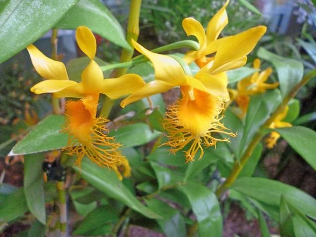 Dendrobium brymerianum