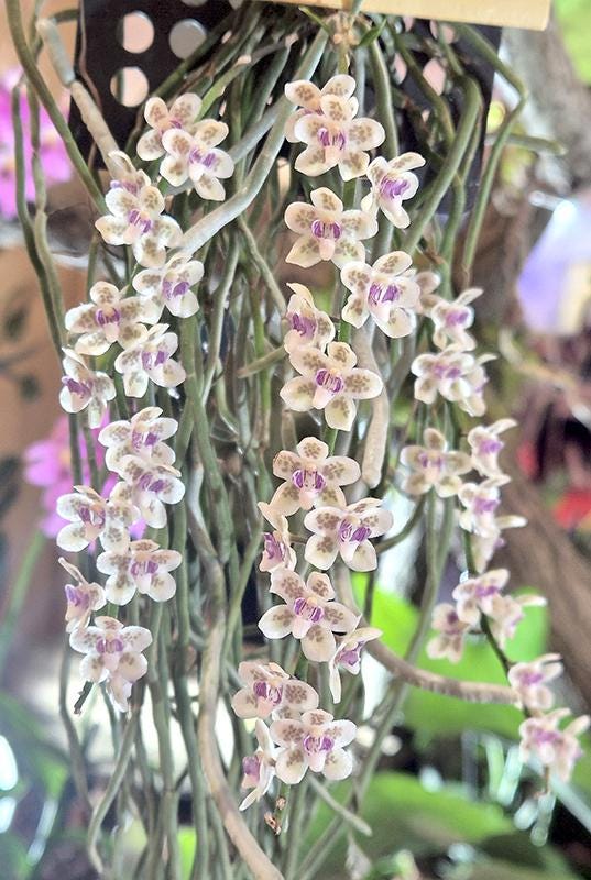 Chiloschista shanica