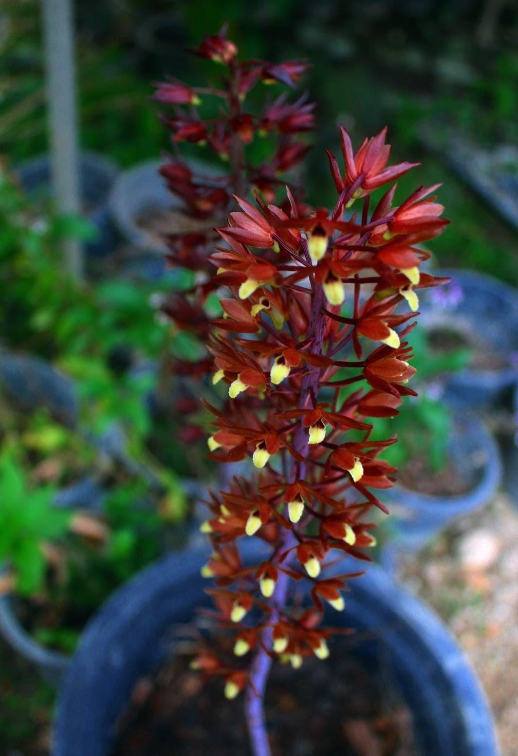 Eulophia Macrobulbon Orchid Bulbs: Terrestrial Ground Orchid Habenaria