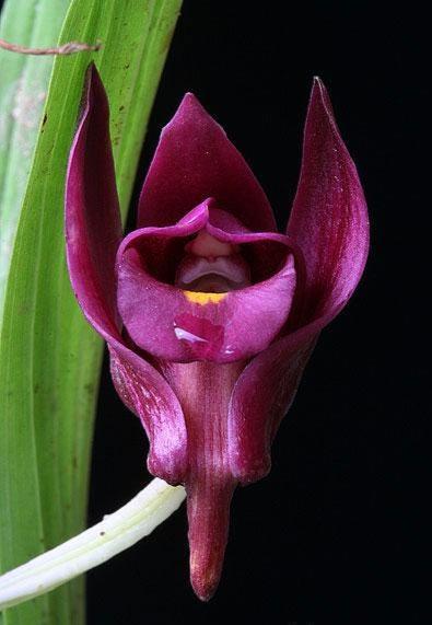 Eulophia Spectabilis Orchid Bulbs: Purple Terrestrial Orchid