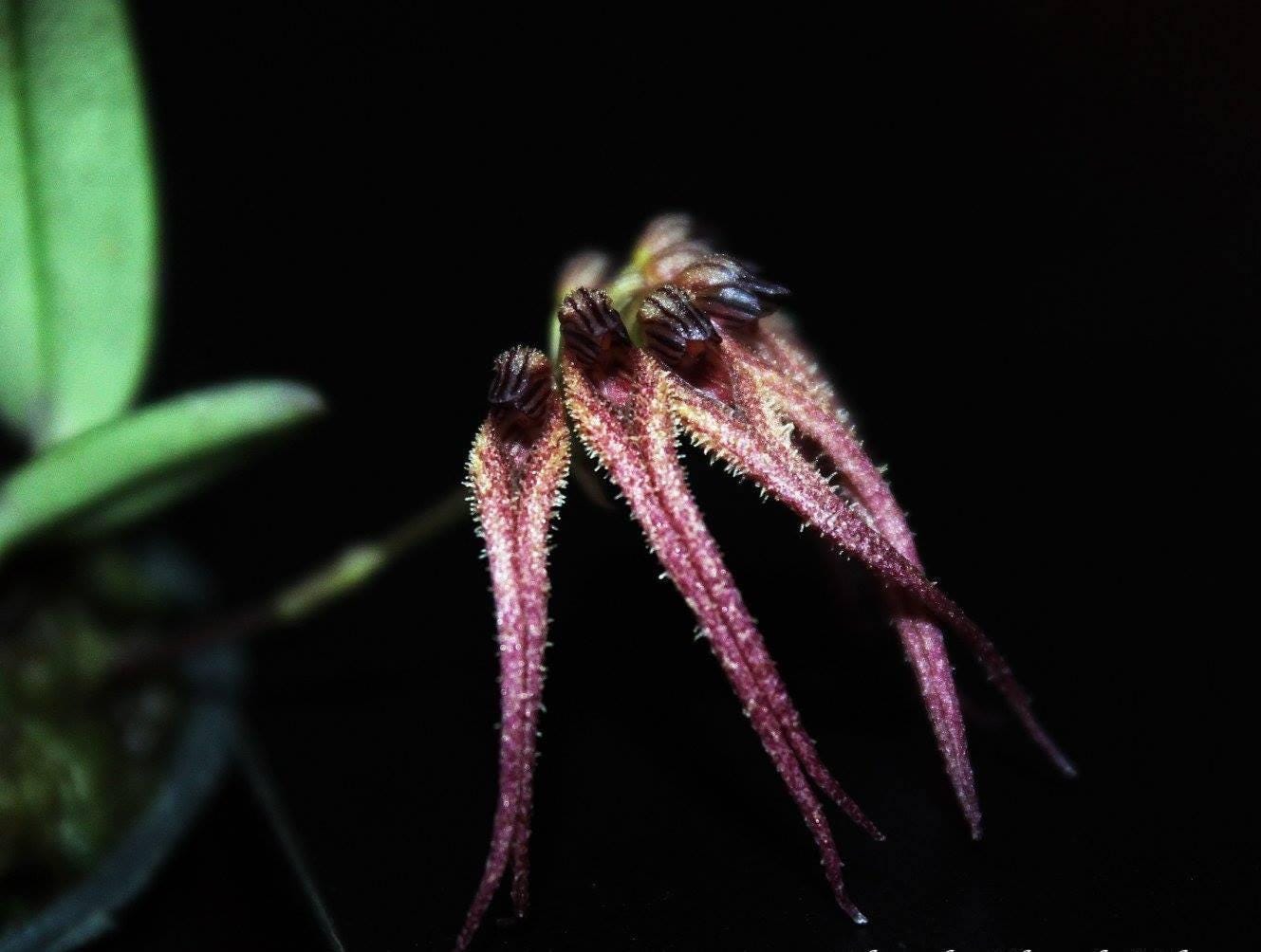 Bulbophyllum sphaericum Orchid - Bloom Size Plant