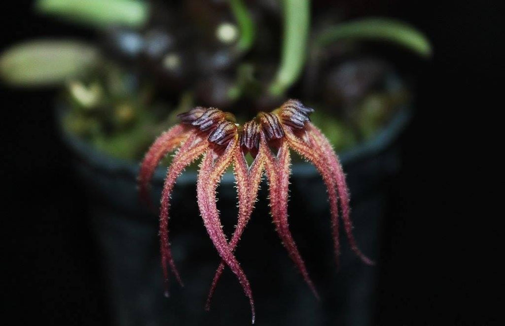 Bulbophyllum sphaericum Orchid - Bloom Size Plant