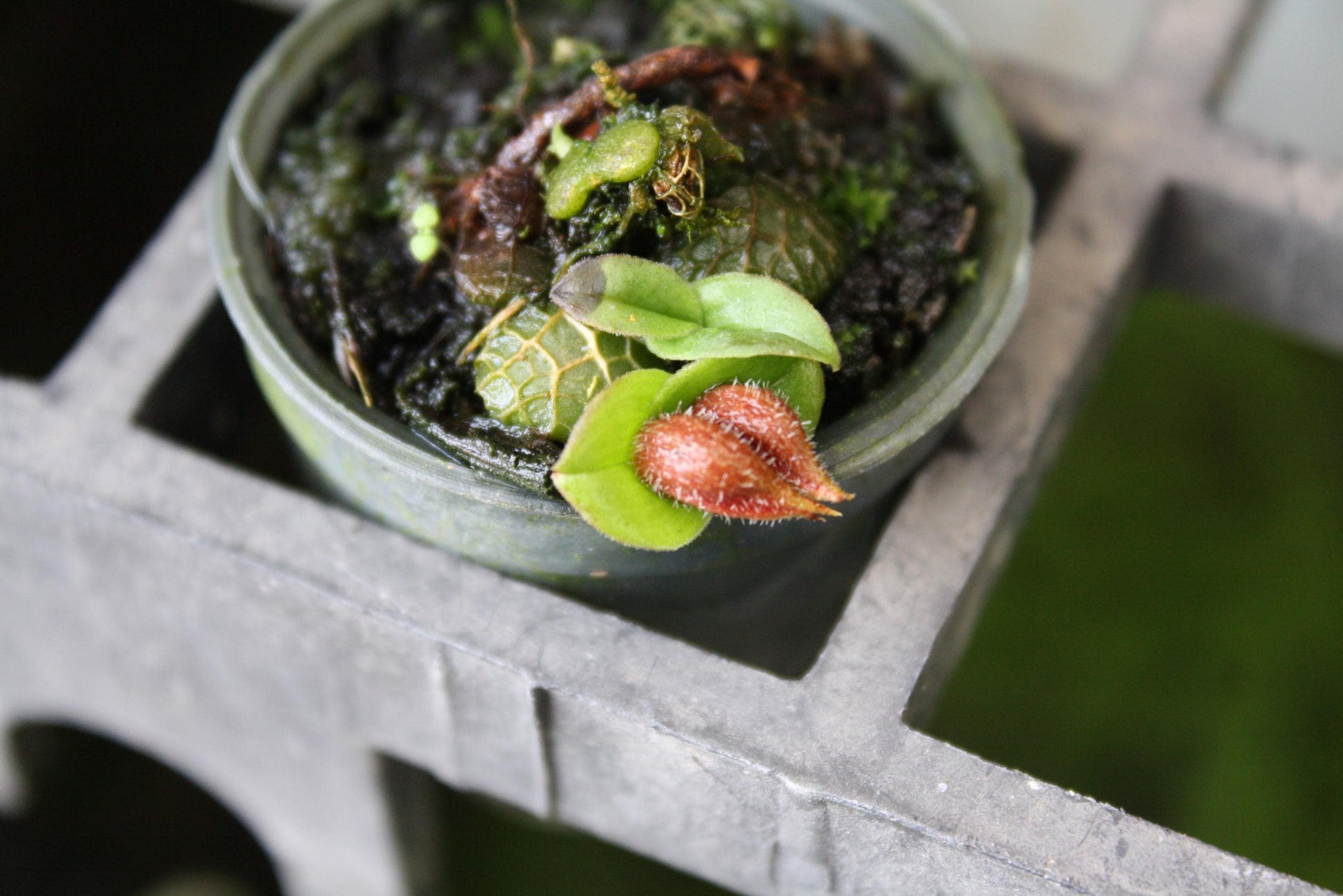 Orchid Porpax ustulata ( 百花良蘭) miniature orchid collection  1 plant Bulbophyllum