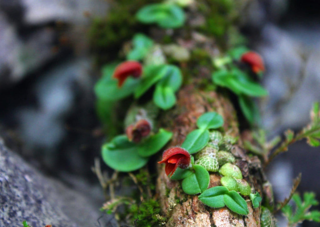 Orchid Porpax ustulata ( 百花良蘭) miniature orchid collection  1 plant Bulbophyllum
