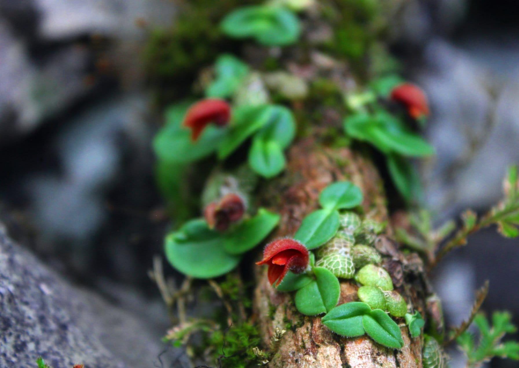 Orchid Porpax ustulata ( 百花良蘭) miniature orchid collection  1 plant Bulbophyllum