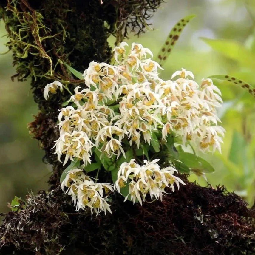 Dendrobium garrettii (White) - PotPlantPetal