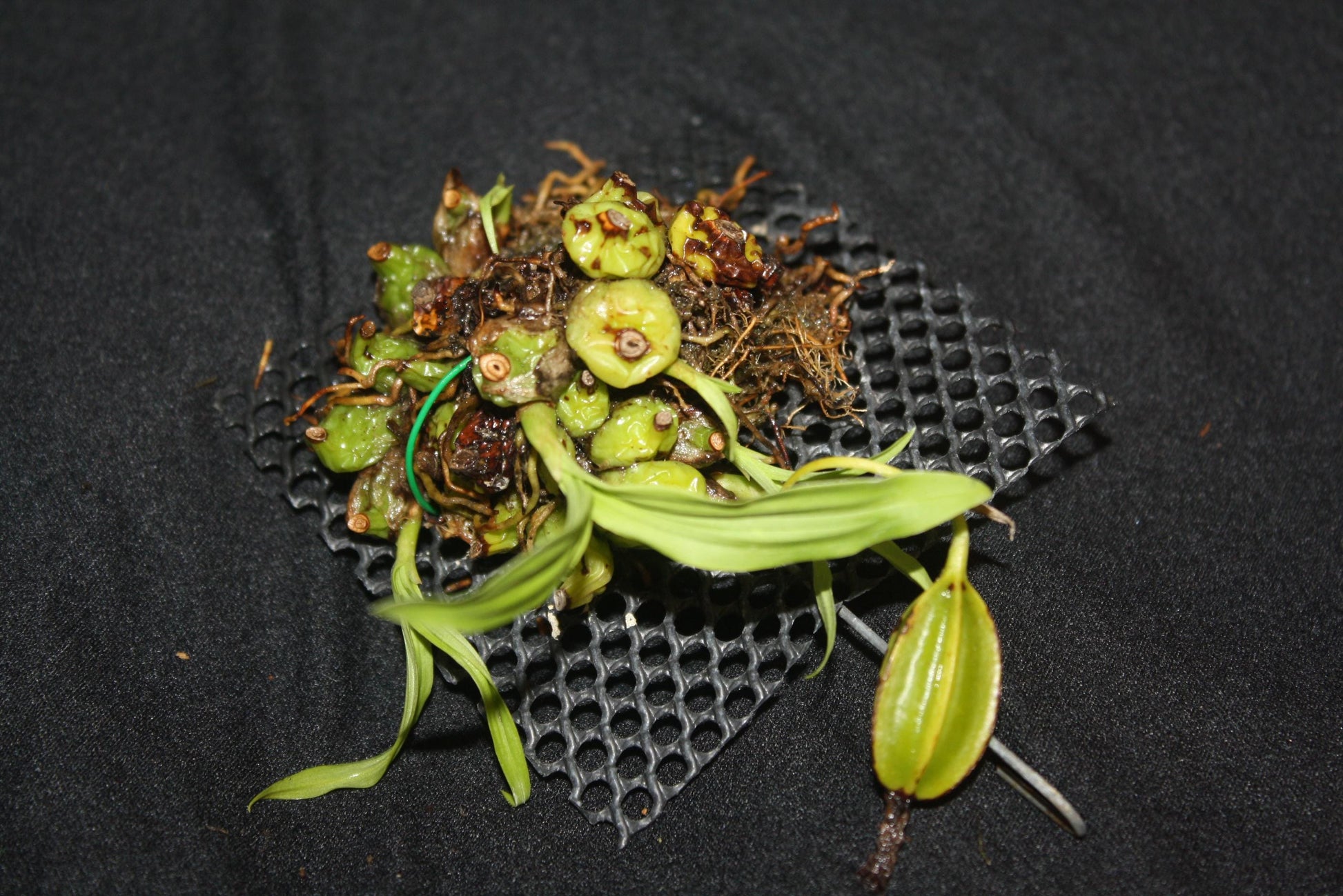 Coelogyne schilleriana - PotPlantPetal Co.