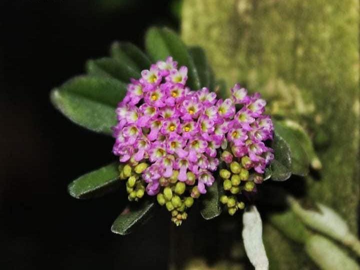 Schoenorchis fragrans - PotPlantPetal Co.