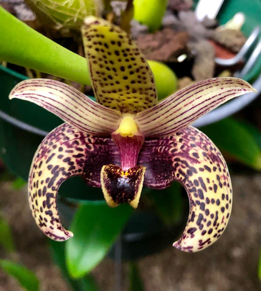 Bulbophyllum sumatranum Orchid Plant