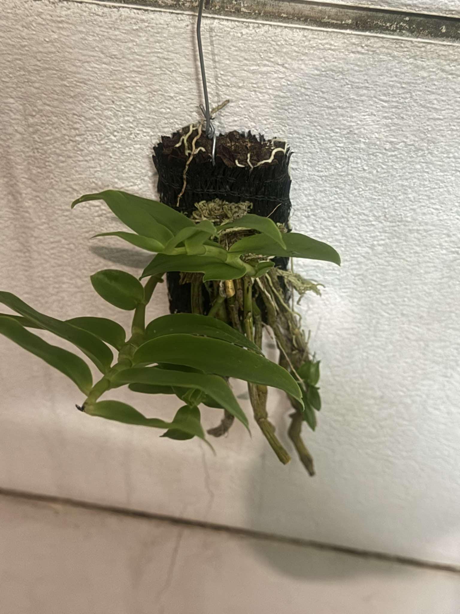 Dendrobium primulinum