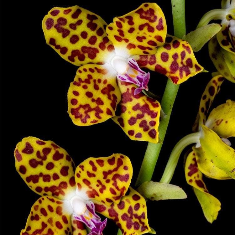 Orchid Vandopsis marriottiana 1 Plant orchid for home and garden,fragrant Phalaenopsis