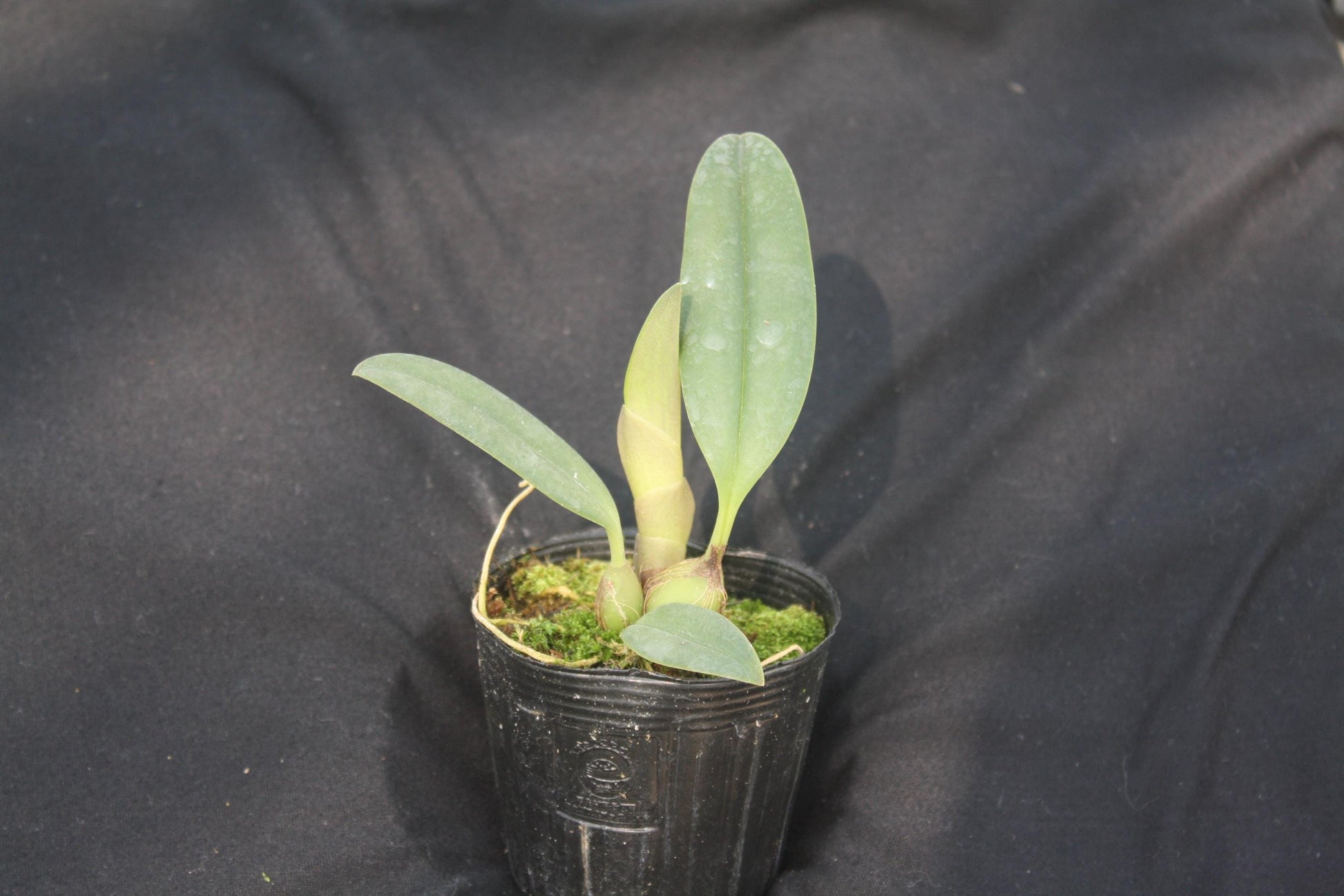 orchid Bulbophyllum echinolabium - PotPlantPetal Co.