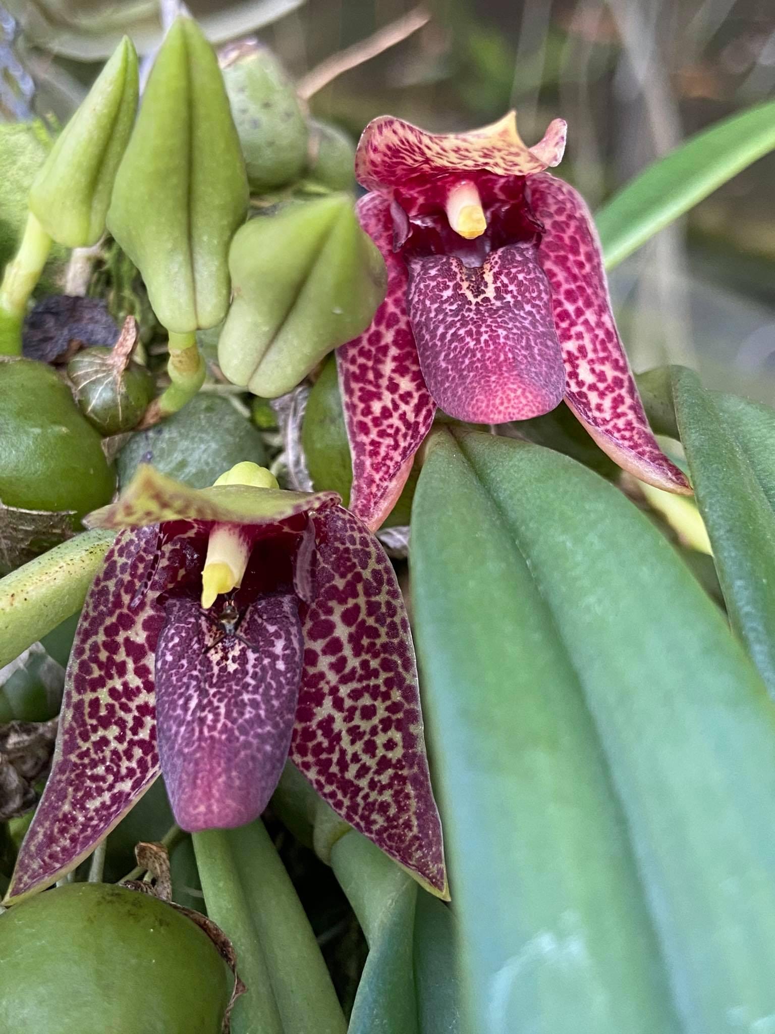 Orchid Trias disciflora 1 plant bulbophyllum orchid