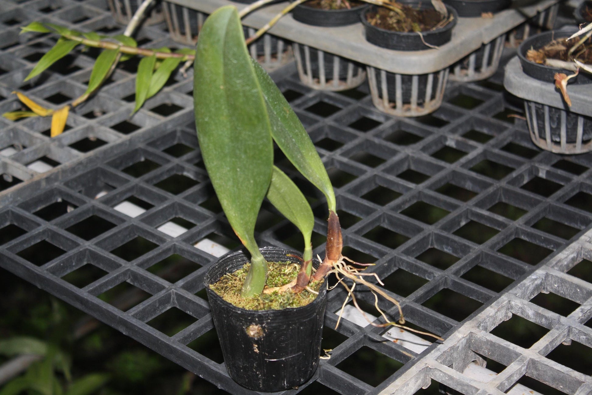 Bulbophyllum Orchid Plant (grandiflorum x longisepalum) - 2" Pot