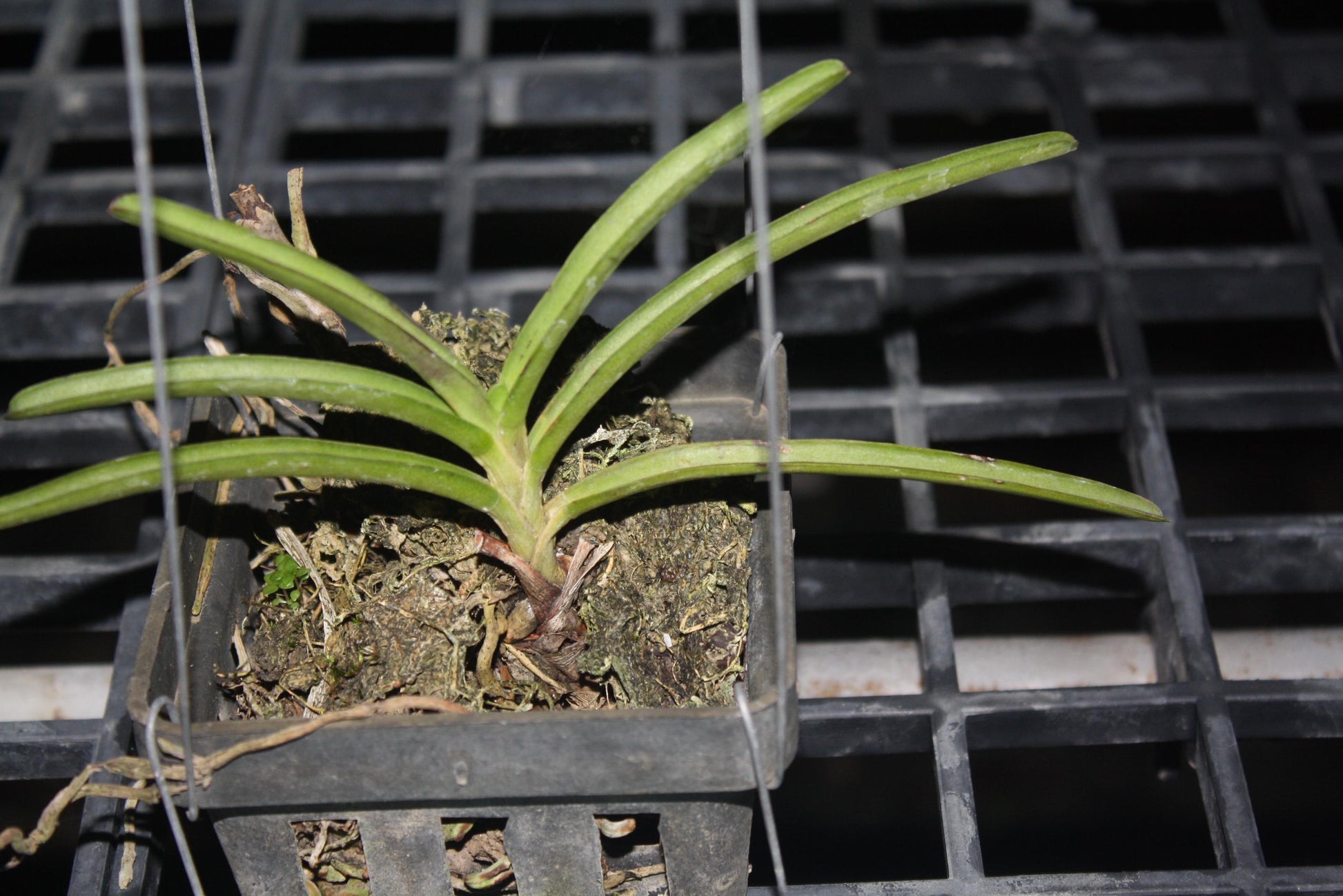 Orchid Aerides krabiense 1 plant orchid collection