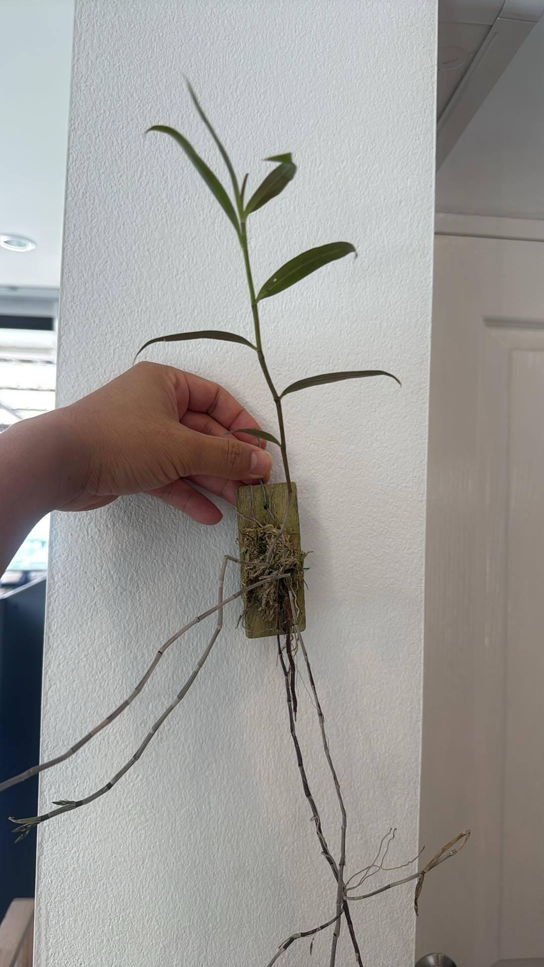 orchid Dendrobium devonianum