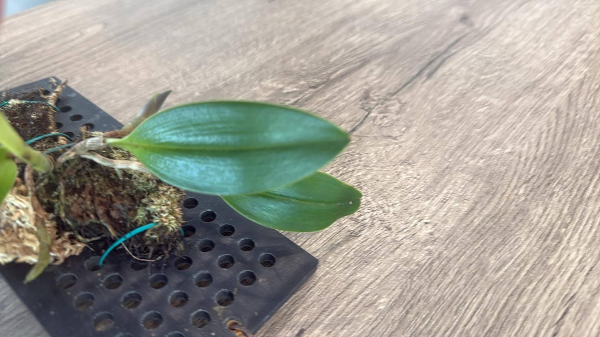 Orchid Bulbophyllum kubahense (Bulb.kubahense) 1 plant orchid collection