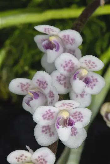 Chiloschista shanica