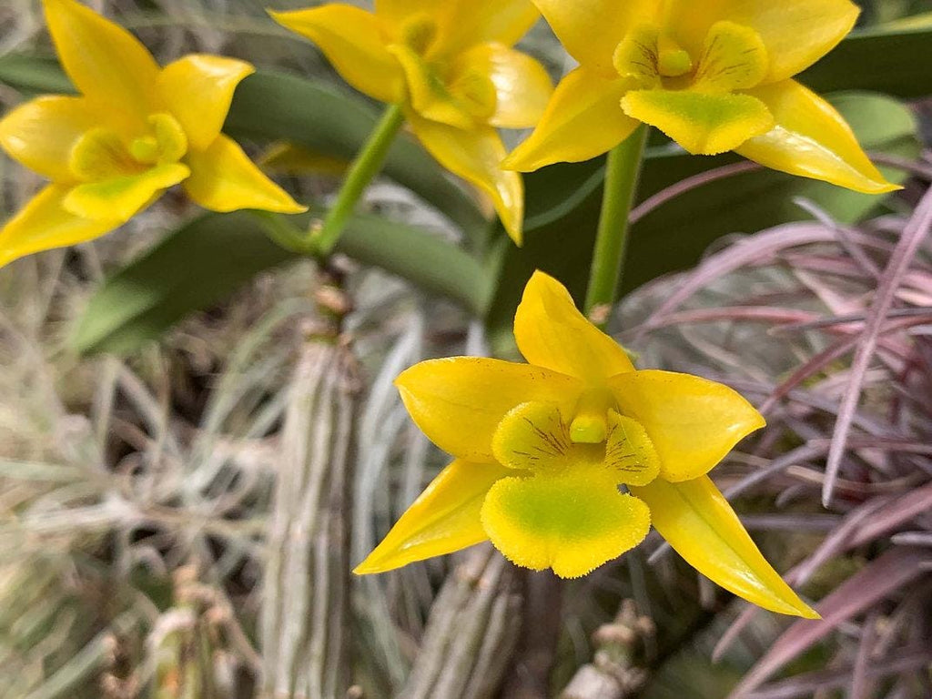 Dendrobium trigonopus 1 Plant orchid , Dendrobium